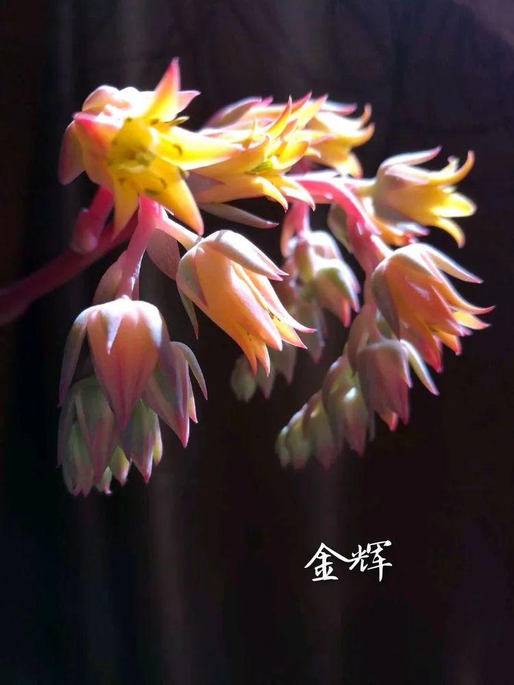 适合从小养到大的多肉,由小到大由浅入深