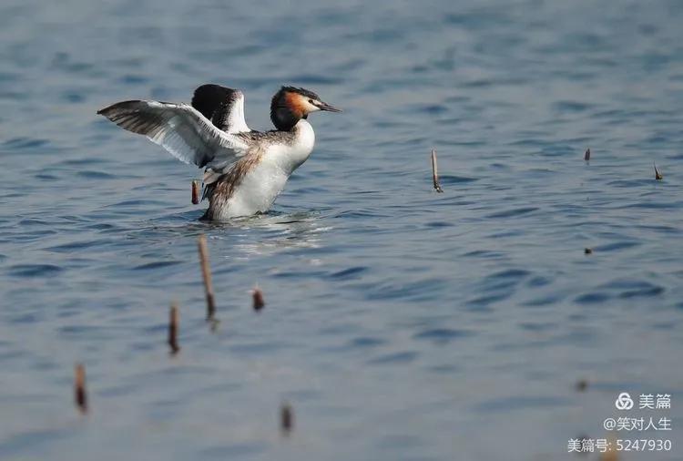凤头鸊鷉粤语,斑头雁飞得最高的鸟