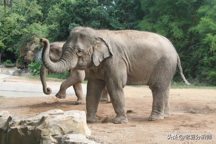 长隆野生动物园旅游全攻略,带你领略长隆野生动物世界