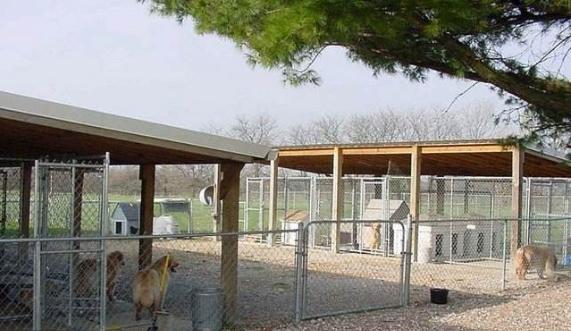 犬细小病毒病的英文,犬细小病毒病的临床分析与防治