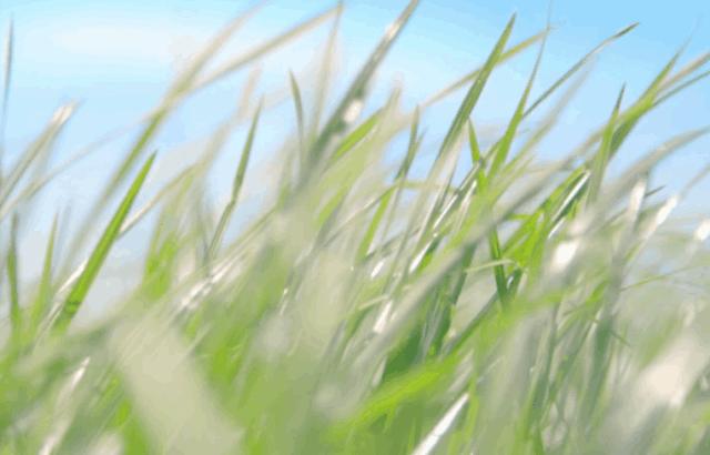 tipscope便携式手机显微镜,送给孩子的科学玩具