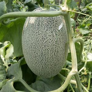 风情万种甜瓜品种大全,风情万种甜瓜品种