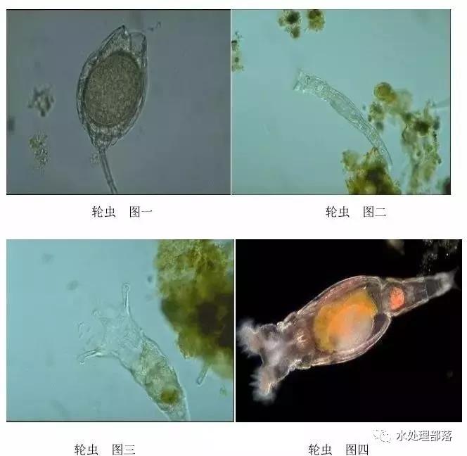 高清丨污水处理微生物图谱