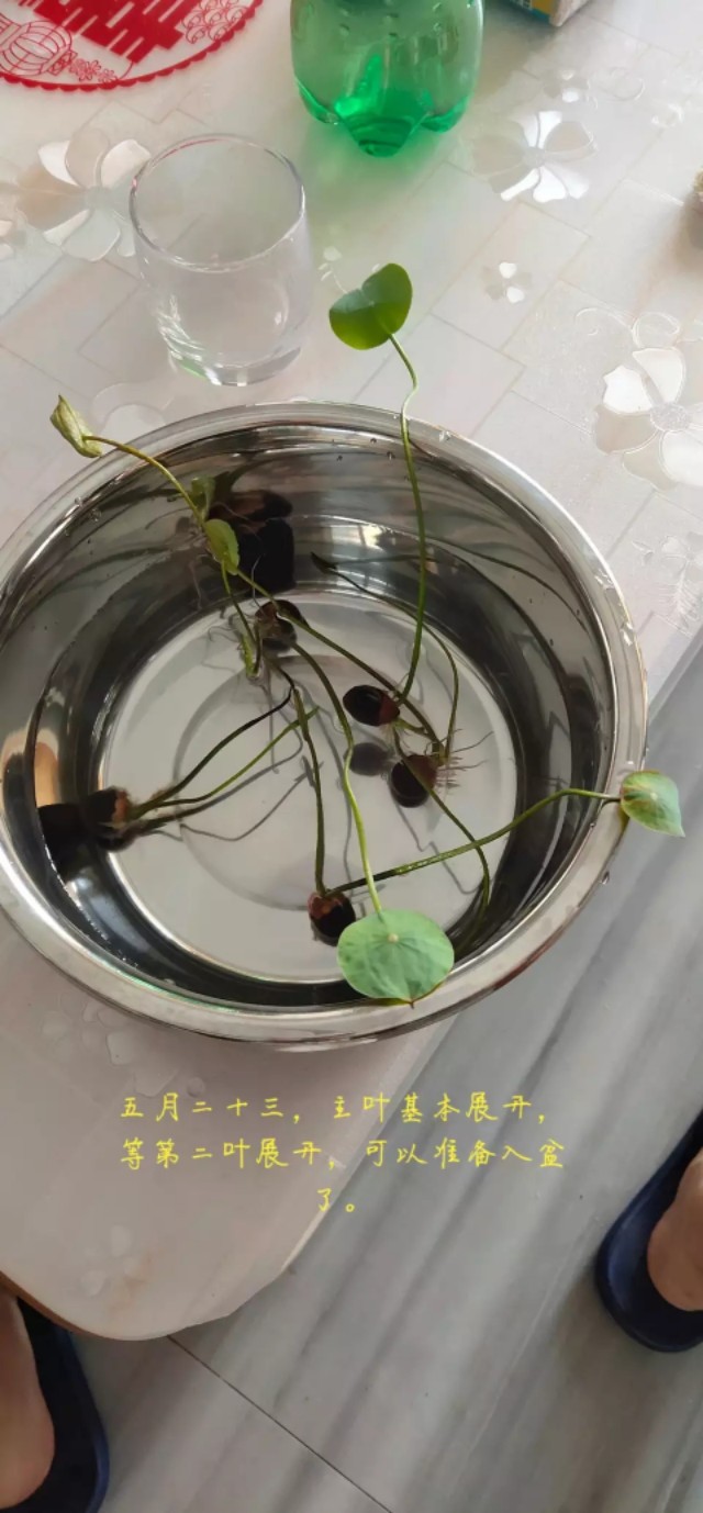 用种子栽培碗莲成长日记,碗莲与鱼在缸中栽培方法