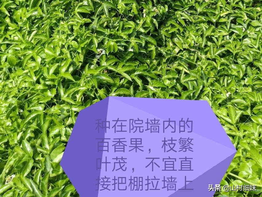 如何种植又大又好吃百香果,农家自己种的百香果