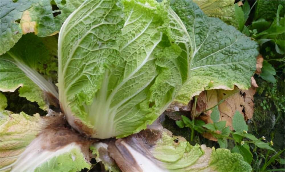 大白菜未成熟又腐烂怎么办,大白菜软腐病症状怎么治