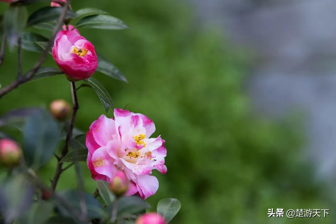茶花盛开的地方有哪些,湖北有茶花吗