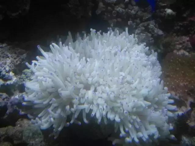 防城港怎么吃海鲜便宜不被坑,防城港干货海鲜有哪些