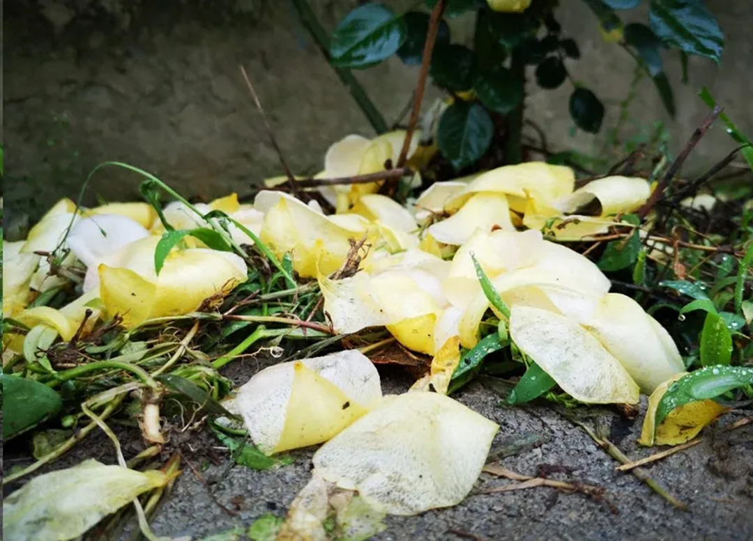 棒棒糖月季现在需要剪枝吗,种植棒棒糖