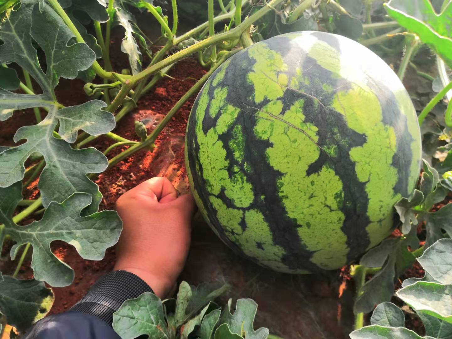 西瓜是几月份种植几月份收获,8424露地西瓜的种植时间与方法