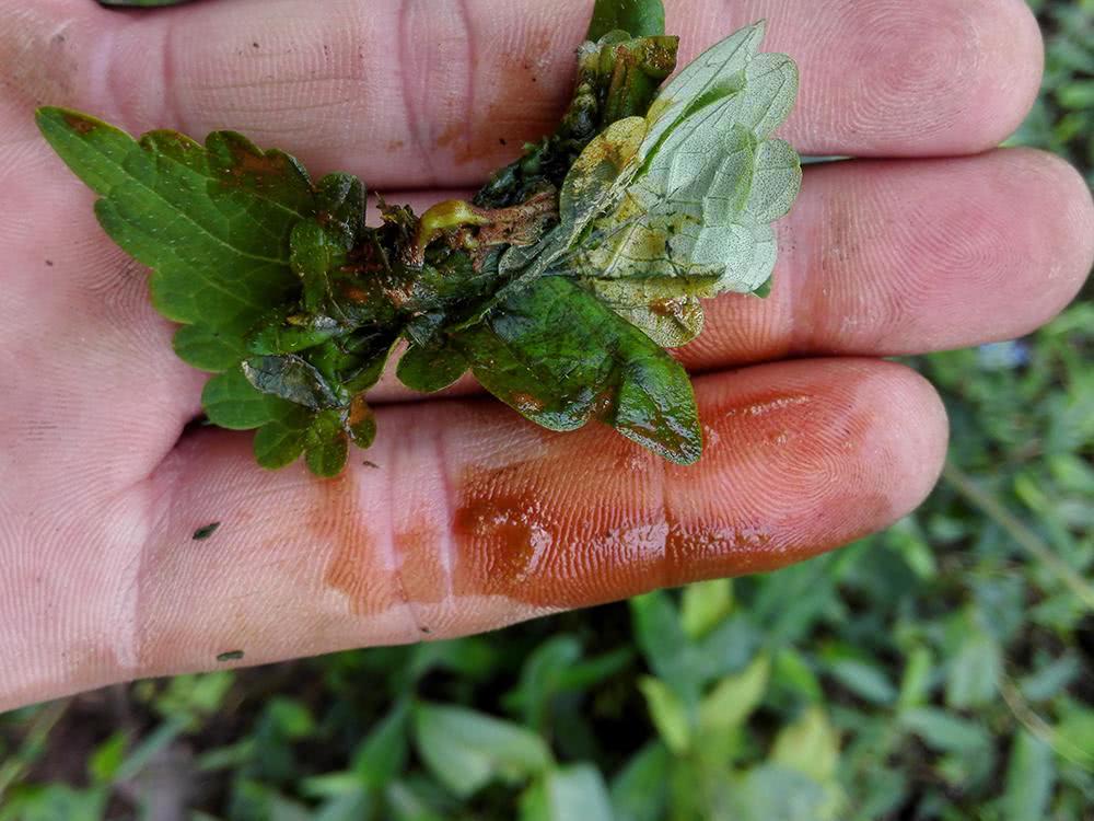 野生黄鳝菜,野生黄鳝的营养价值及功效