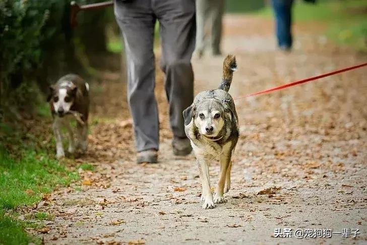 狗主人不清理狗粪便怎么办,对付狗不捡狗屎的办法