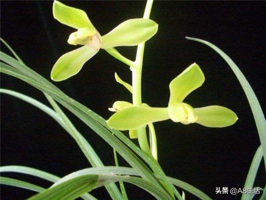 老上海兰花怎么挑选,每日一品中国兰花春兰