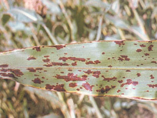 高粱锈病与紫斑病区别图片,高粱锈病的防治方法是什么