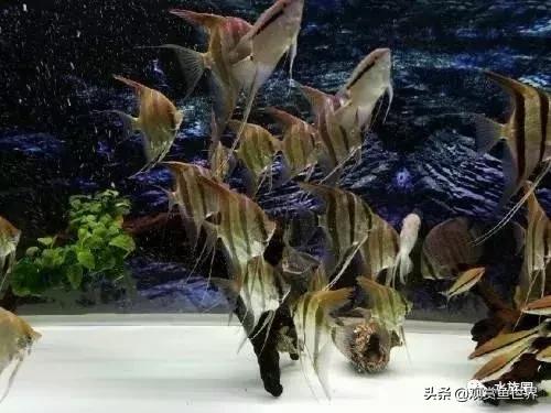 埃及观赏鱼的饲养要点,埃及神仙鱼的饲养技巧和方法