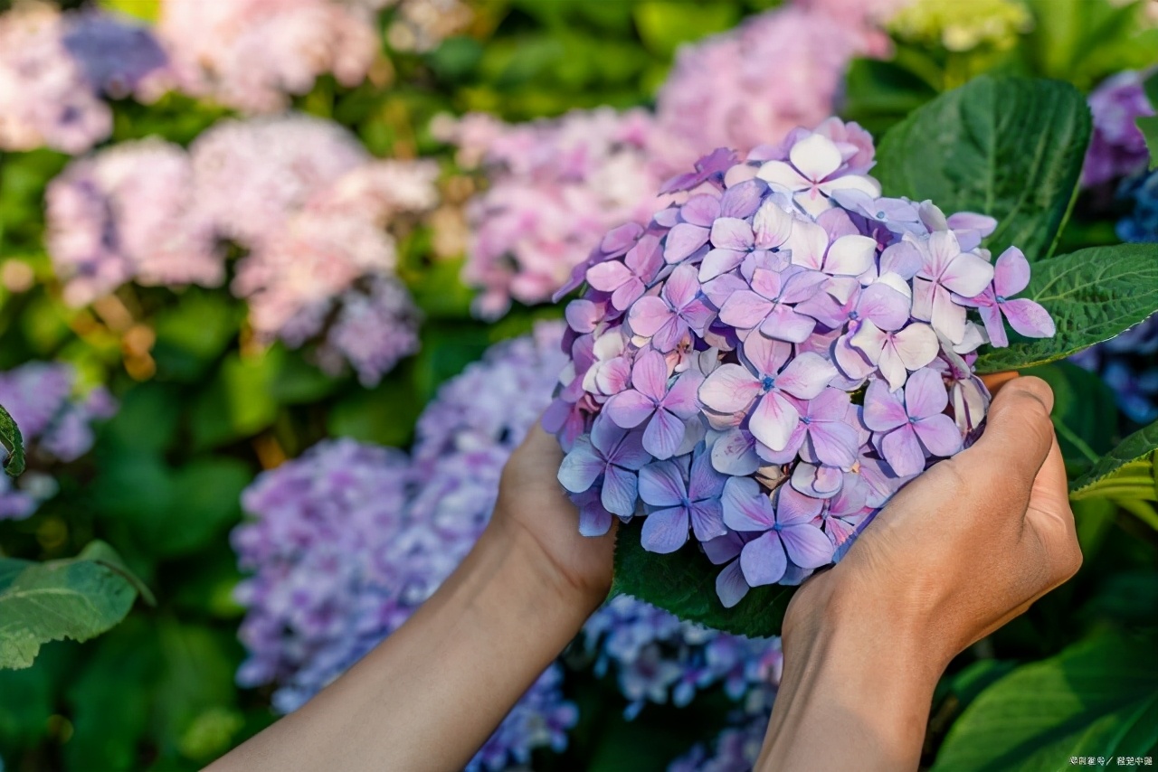 绣球花叶子发黄是怎么回事,绣球花施肥后生长停滞叶片发黄