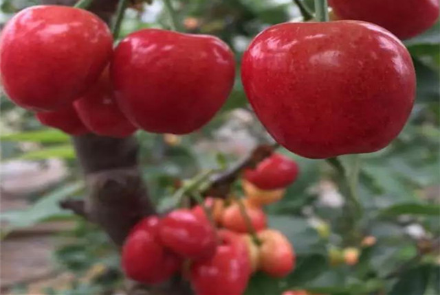 济南樱桃采摘园推荐,鲜果采摘园樱桃