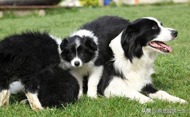 狗狗智商排行前十什么狗好养,狗狗品种智商图片