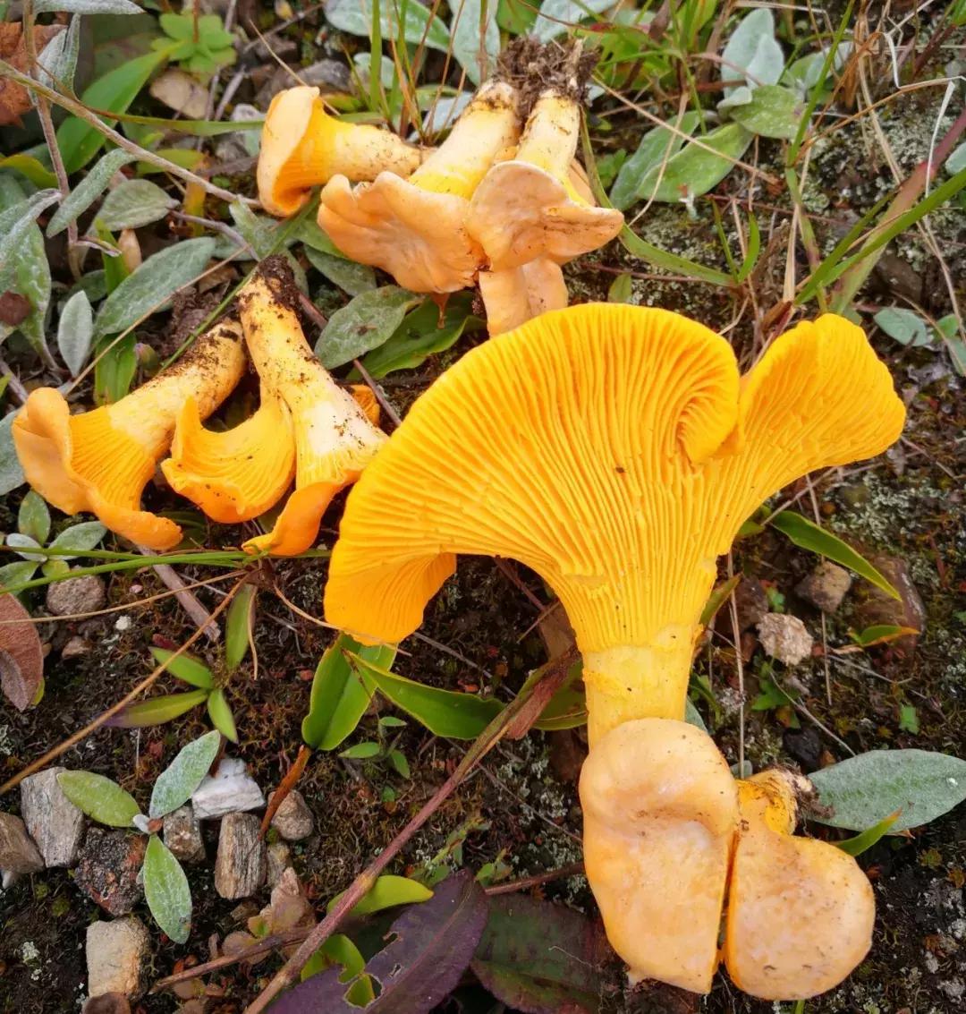 无毒野生菌图鉴大全,见手青野生菌可以吃的种类