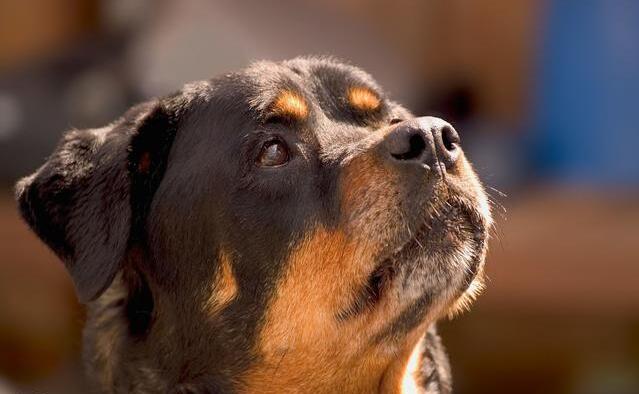 陕西罗威纳犬优点缺点,罗威纳的优点与缺点