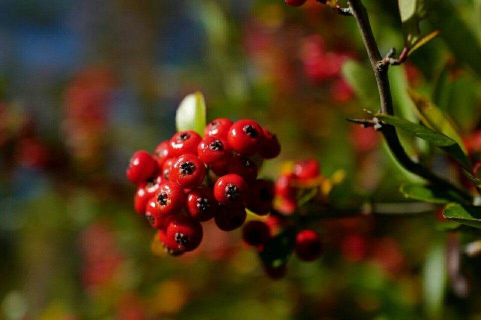 植物图鉴窄叶火棘,植物图鉴灌木