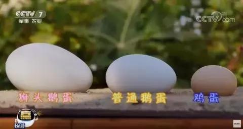 这只“世界鹅王”，征服了一代又一代潮汕人的舌头