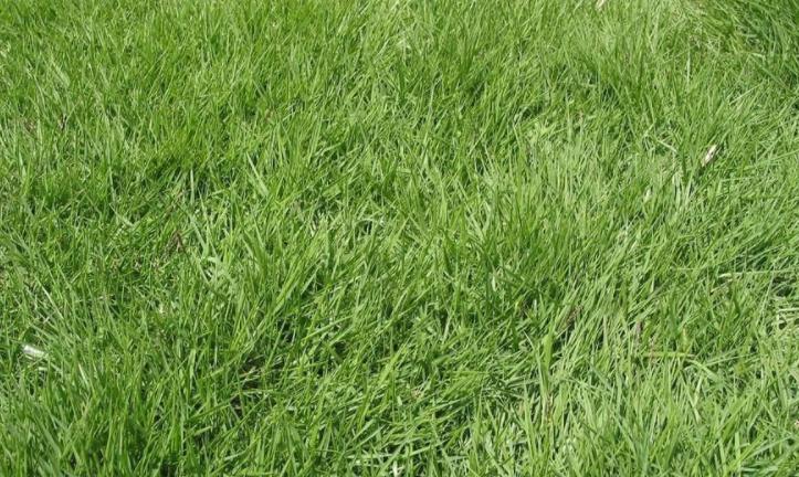 为什么没有马尼拉草籽,为什么马尼拉草坪比百慕大贵