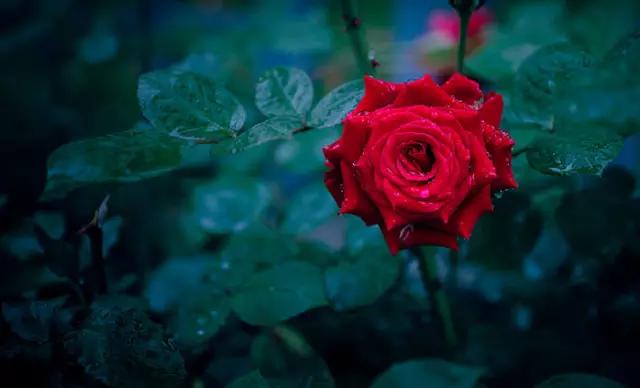 至爱之花,至爱之花歌曲