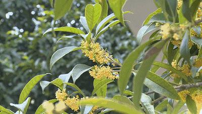 秋意渐浓桂花香气四溢,桂花已开秋意渐浓去哪儿赏桂