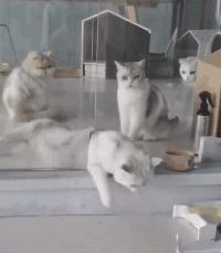 如何让猫咪不怕热,家里没空调猫该怎么办