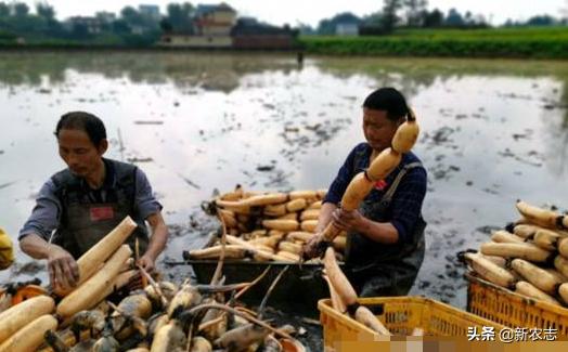 开小货车做什么赚钱,开小货车下乡卖土豆利润多少