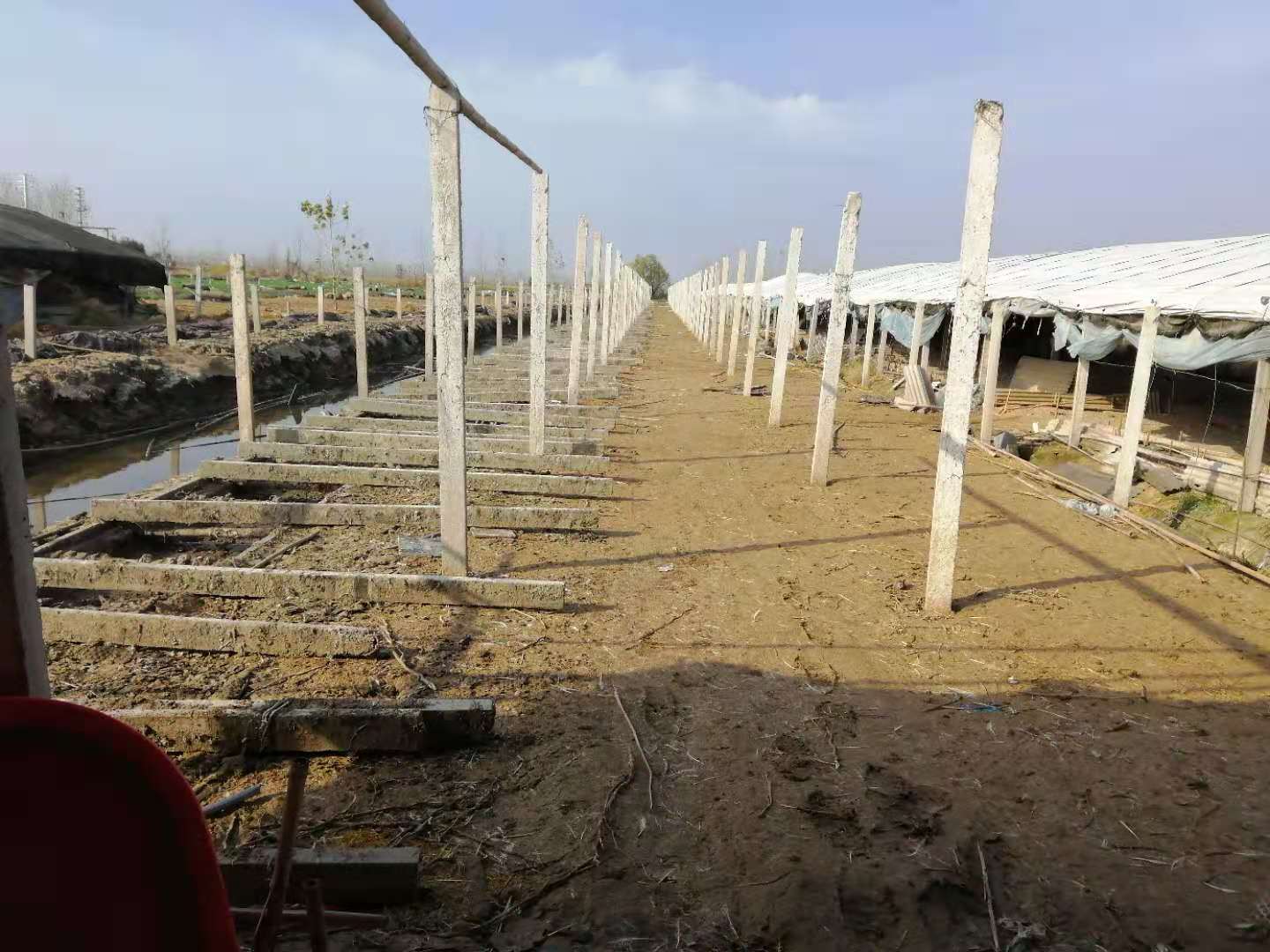 江苏7旬老人种下4千余棵*粟罂**被判5年，家属质疑量刑过重：同类案件当事人种万余棵判刑3年缓刑3年