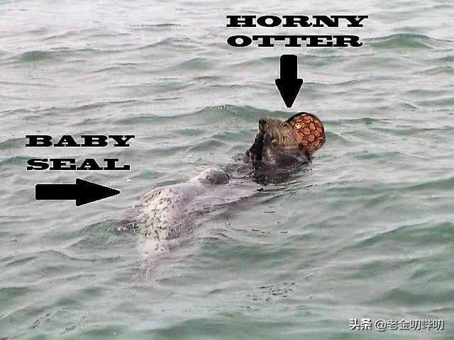 水獭与平头哥是同科吗,水獭动物界的平头哥