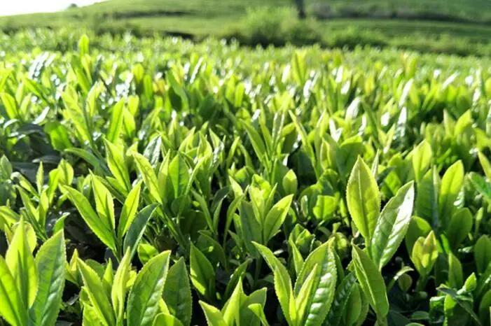 贵州春茶上新,贵州春茶排行榜每一款都鲜气十足