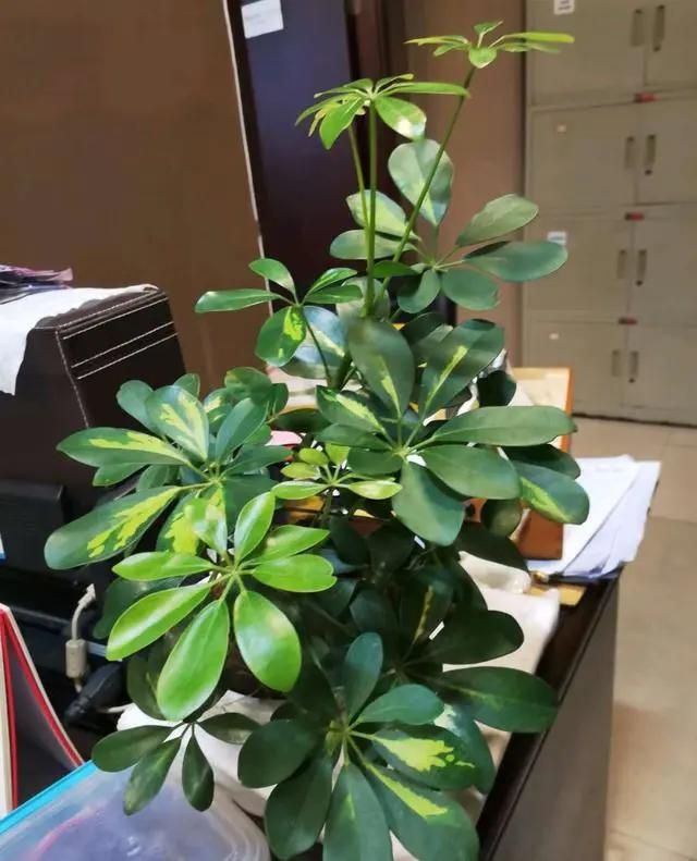 推荐一些吸甲醛力强好养的植物,吸甲醛的花哪种最便宜最好养活