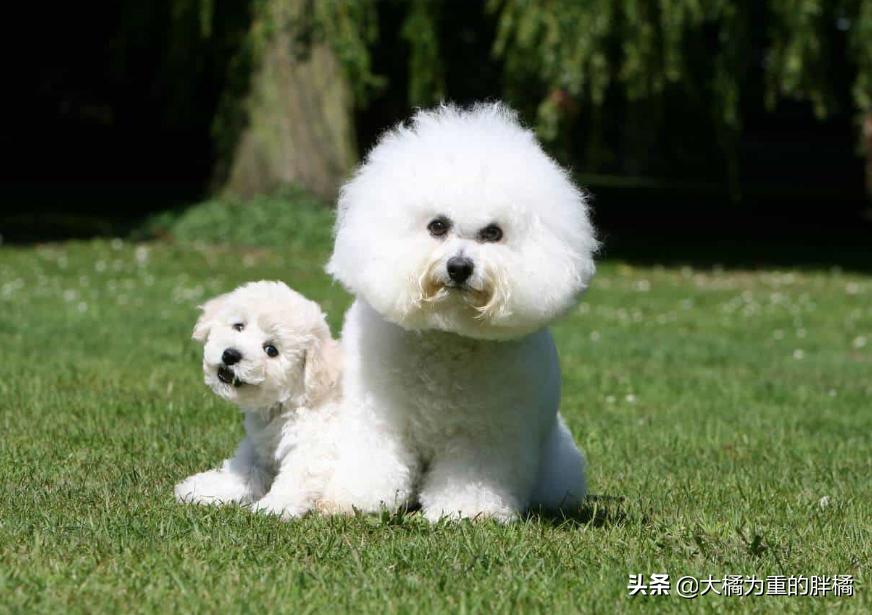 比熊幼犬要杀虫吗,比熊犬需要每个月都驱虫吗