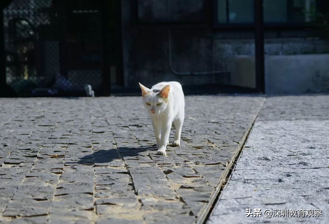 走名校vol.8|三年，明德国际体系走出怎样一条新路？