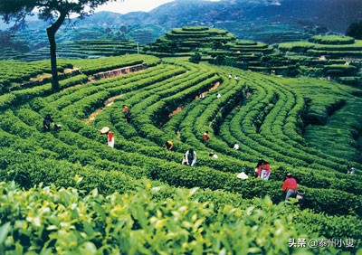 各地茶叶品牌,各地名茶价格