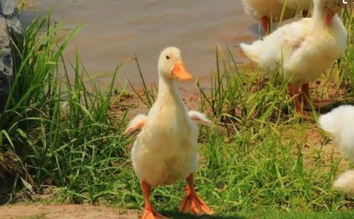 蝗虫不是在天上飞吗，怎么用鸭子去吃呢？鸭子能灭蝗虫吗？
