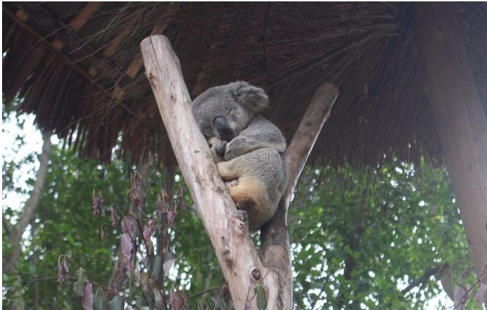 团队自驾游南澳岛旅游攻略,自驾广州长隆3天2夜亲子游攻略