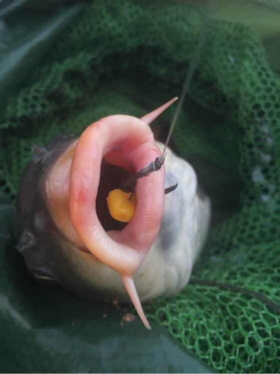 防止钓鱼脱钩跑鱼口诀,钓鱼怎么防止脱钩