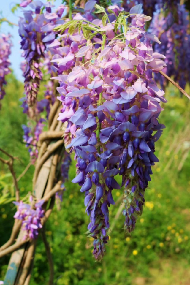 七绝紫玫瑰,七绝紫荷