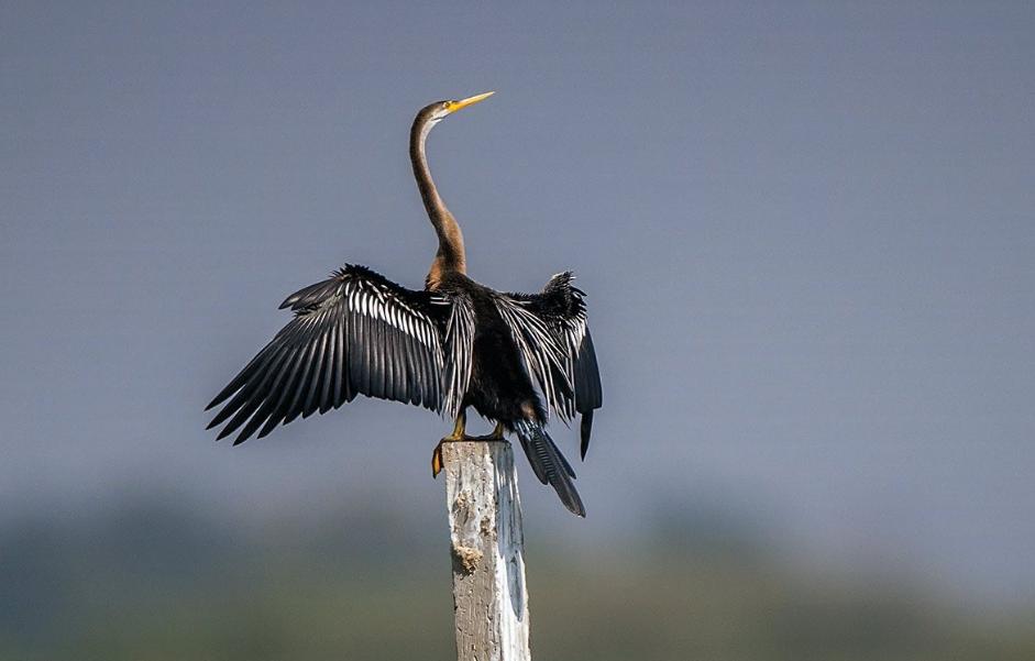 恐龙灭绝之后的大鸟,时隔80多年神秘大鸟再次现身