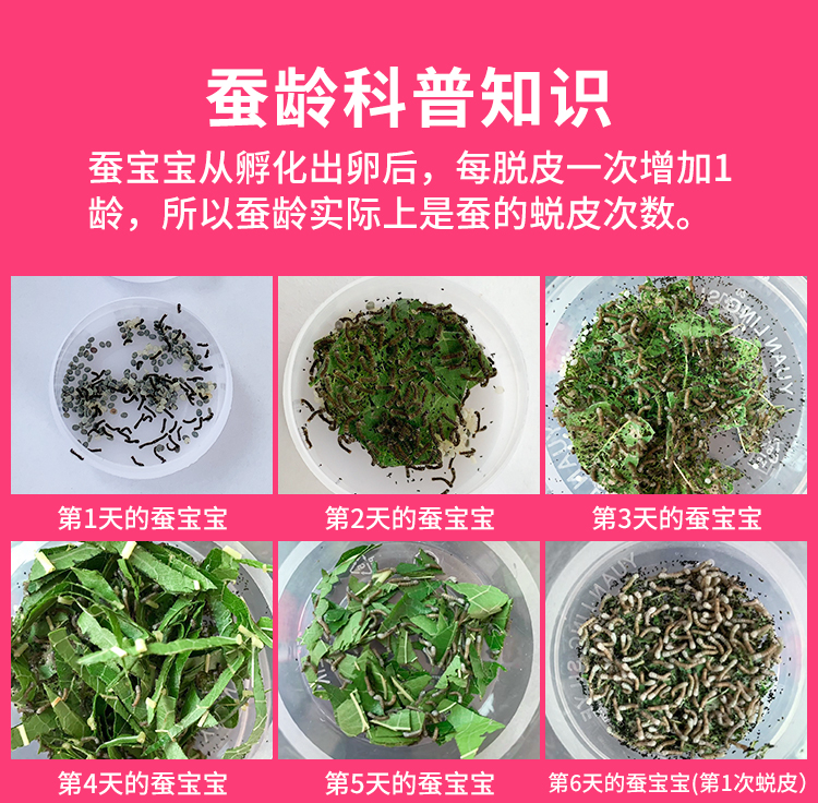 让孩子养个蚕宝宝,小学生在家里怎么养蚕宝宝