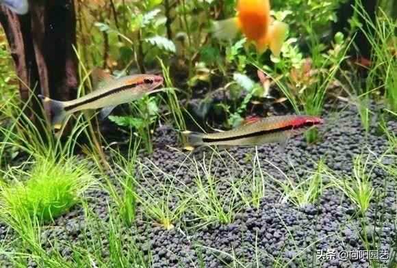 鱼缸造景莫斯草怎么栽,草金鱼缸造景石头摆法