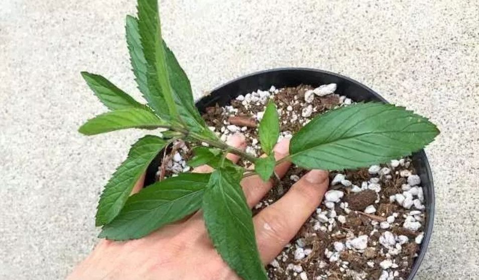 薄荷摘下来种到土里蔫了还能活吗,薄荷根茎可以剪下整个埋在土里吗