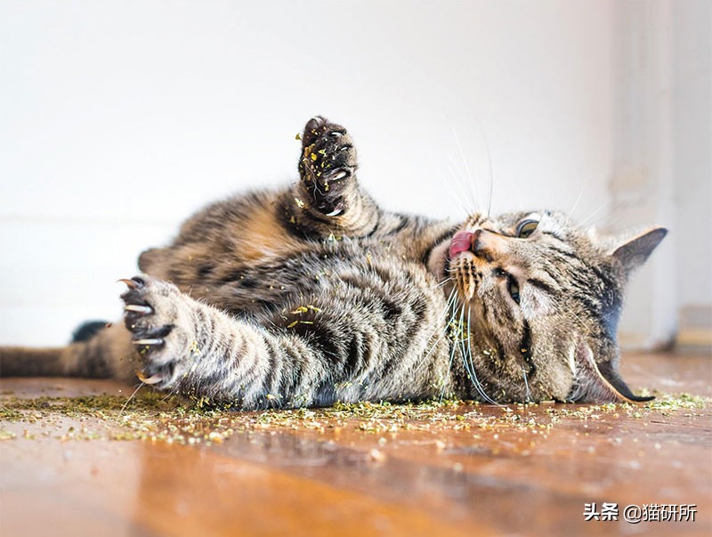 猫咪平替好物推荐,提高猫咪生活质量的几款好物