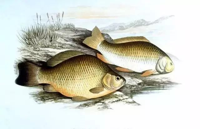 李时珍未解之谜,李时珍历史记载