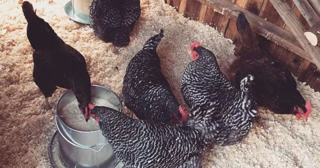 ladygaga没穿鞋,ladygaga养鸡