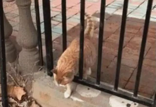 为啥猫是液体的,猫咪是液体猪吗